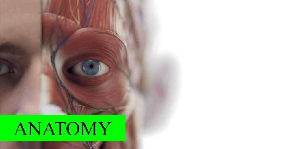 ss-Anatomy